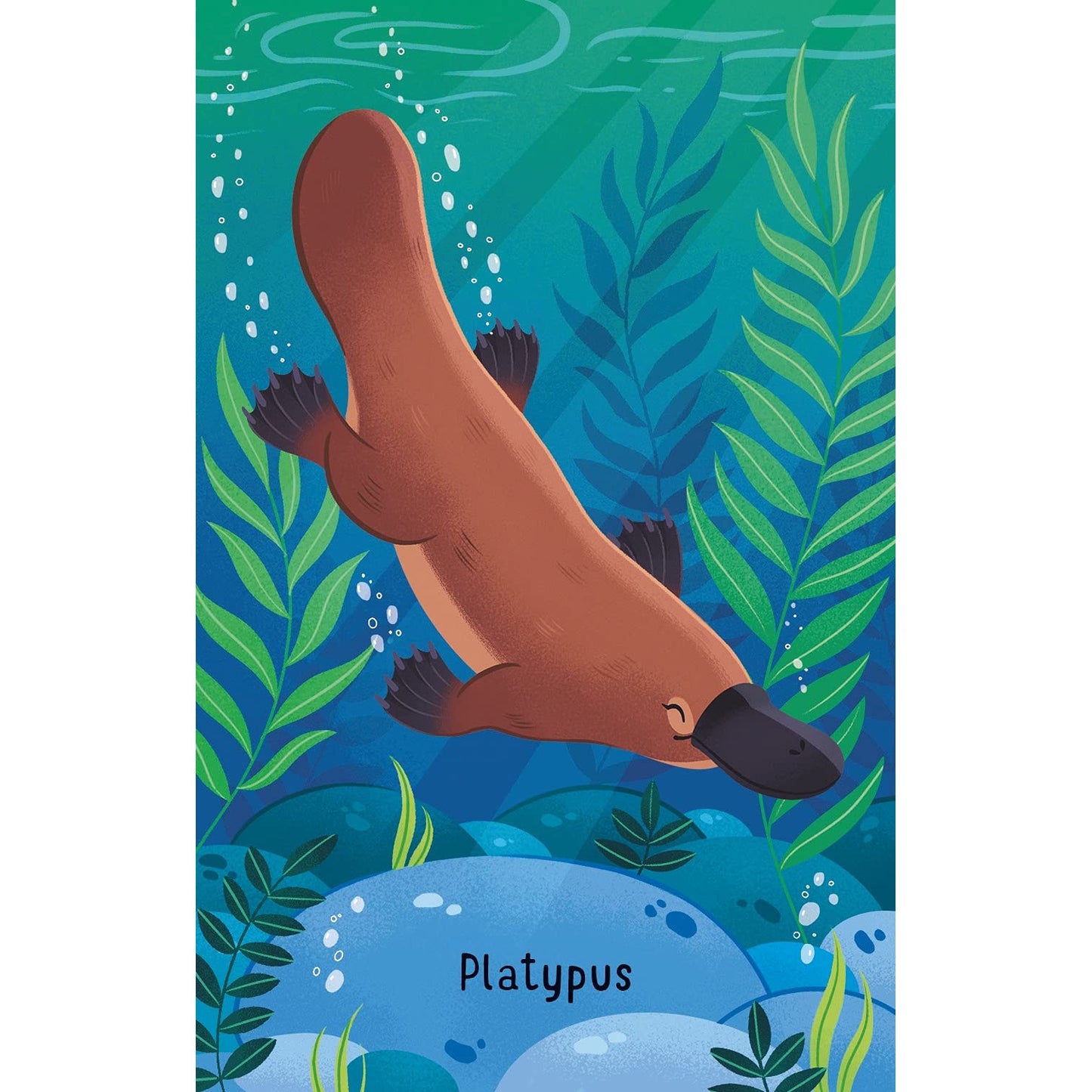 Usborne Snap Cards Australian Animals 3